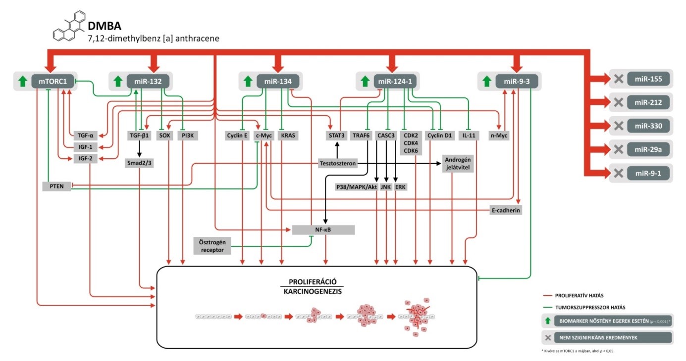 Ábra: jelátviteli utak és szabályozók