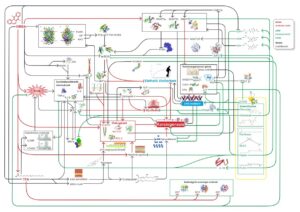 Ábra 1: DMBA, TFA vagy EVOO mechanizmusok
