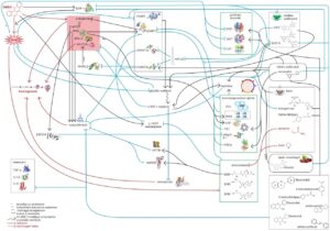Ábra 2: DMBA és kivonatok mechanizmusok