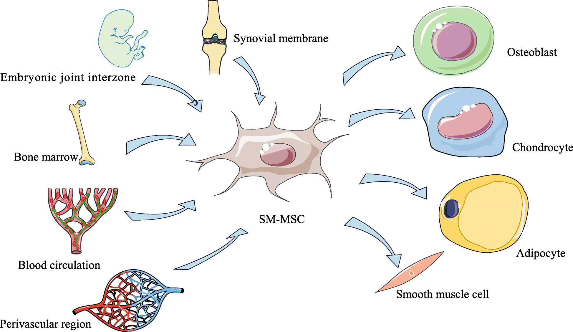 Ábra: Az őssejtek lehetséges differenciálódási lehetőségei